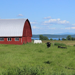 Red barn with cows in Grand Isle VT