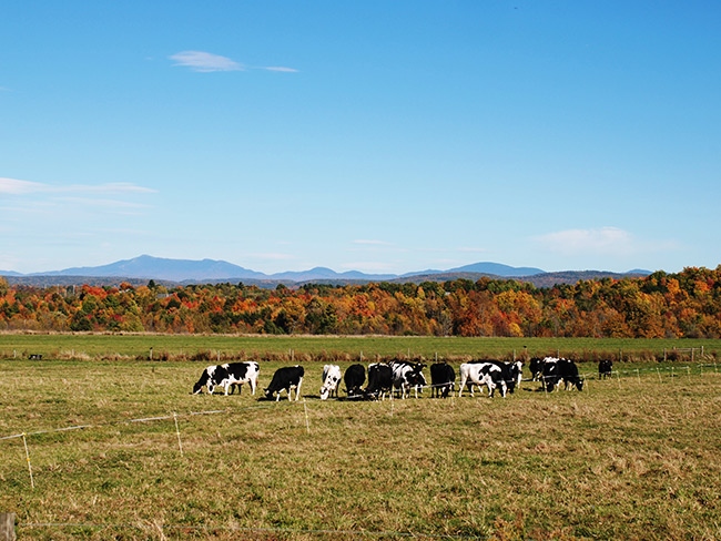 Cows in Pasture Grand Isle